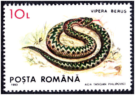 vipera_berus