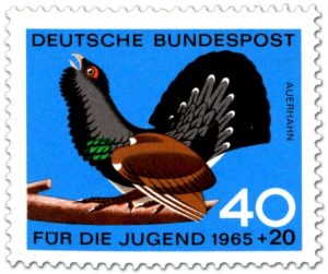 vogel-auerhahn-tetrao-urogallus[1]