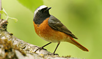 vogel-des-jahres-der-kecke-gartenrotschwanz-foto-dpad-[1]