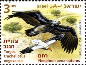 vulture