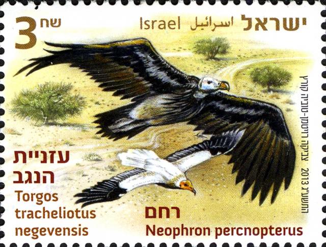 vulture