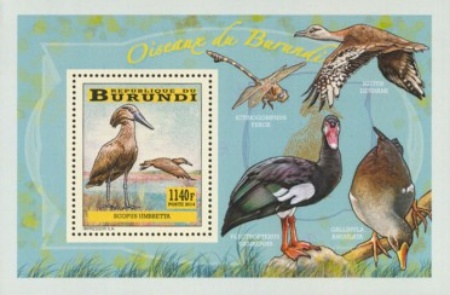 wading birds