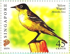 wagtail[1]