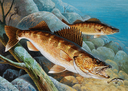 walleyes