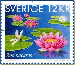 water lily_thumb[1]