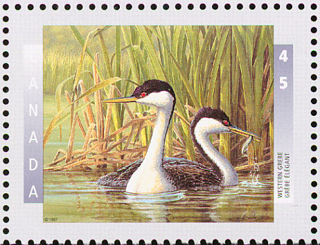 western grebe