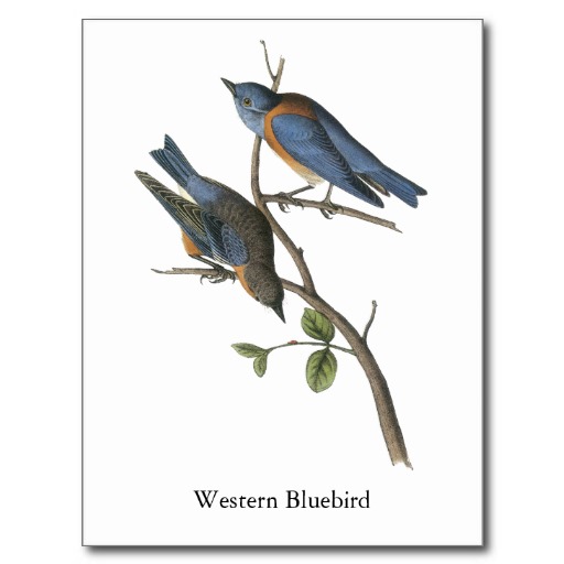 western_bluebird_john_audubon_post_card-r2c1a6f47e34c41c3b5ea9afddc12ba57_vgbaq_8byvr_512[1]