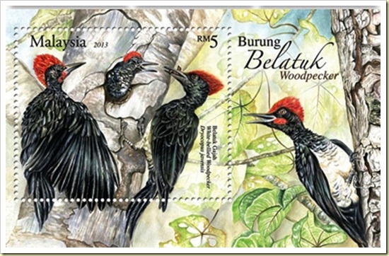 woodpecker