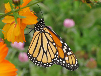 wwmonarch[1]