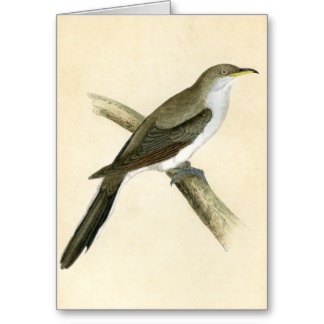 yellow_billed_cuckoo_greeting_cards-r2bad87d3f1294f0199208642e48e2dd5_xvuat_8byvr_324[1]