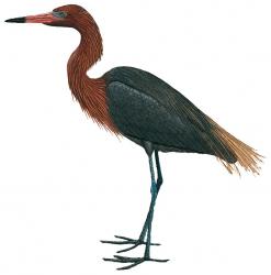 Egretta rufescens_dark phase