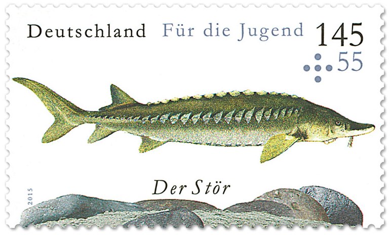 Suesswasserfisch_Stoer_14555_ct