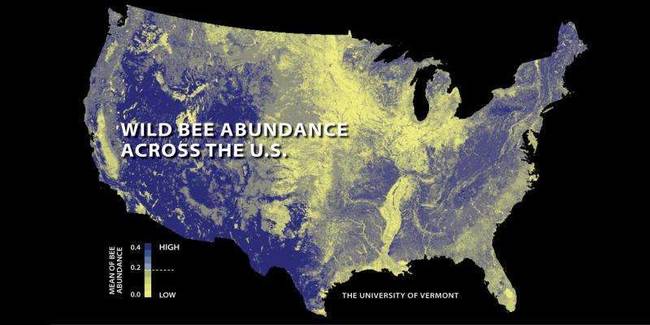 Wild-bees-decline
