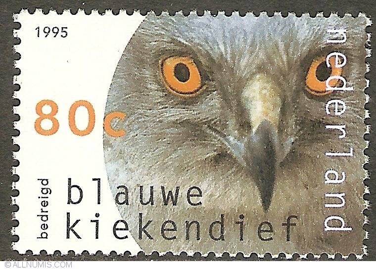 hen harrier