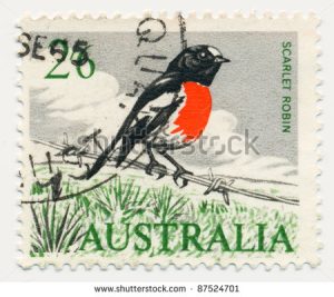 scarlet-robin-petroica-multicolor-87524701