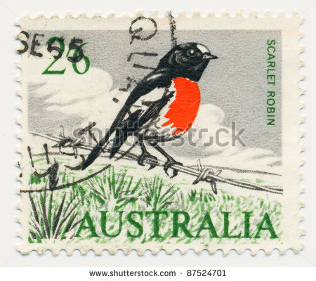 scarlet-robin-petroica-multicolor-87524701