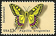 swallowtail