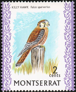 American-Kestrel----Falco-sparverius