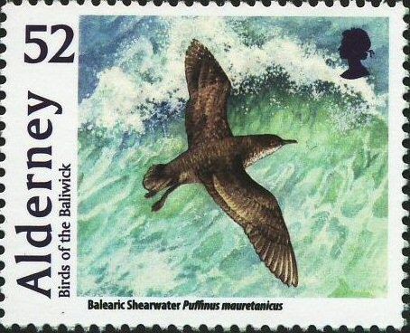 Balearic-Shearwater-Puffinus-mauretanicus-