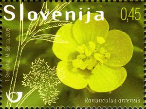Flora---weeds-in-cereals--Ranunculus-arvensis