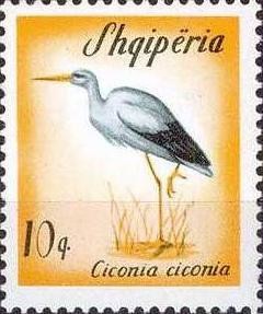 White-Stork-Ciconia-ciconia