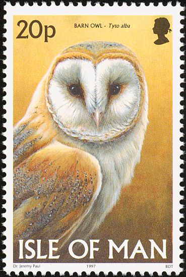 barn owl