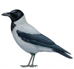 bonte kraai