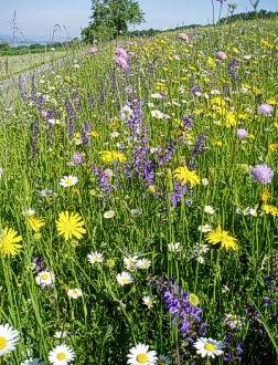 fromentalwiese