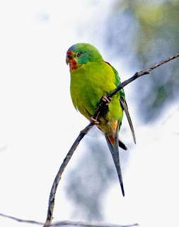 swift parrot