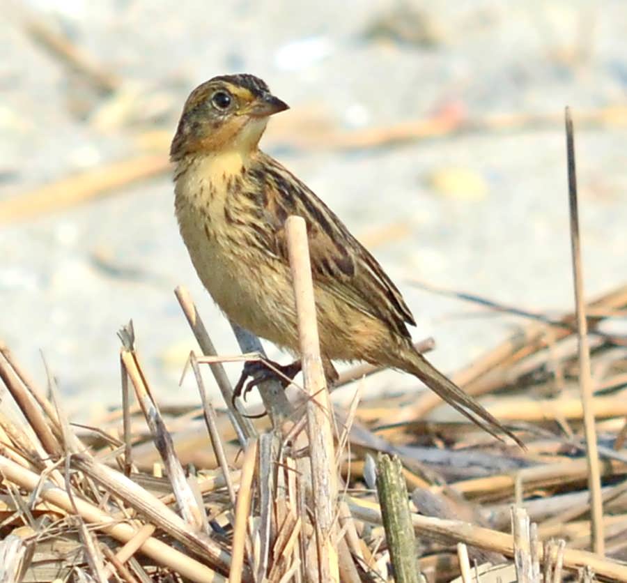 SaltmarshSparrow1