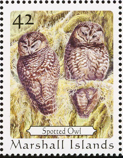 Spotted owl3