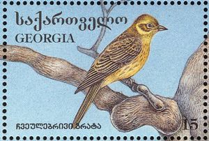 Yellowhammer-emberiza-citrinella[1]