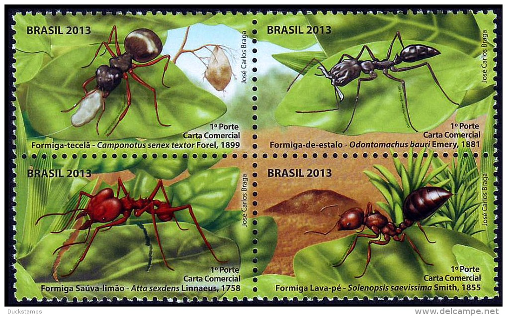 ants2
