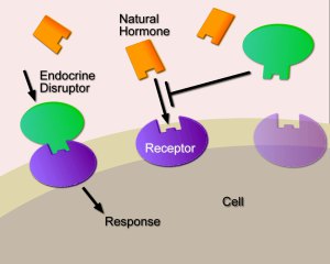 endocrine
