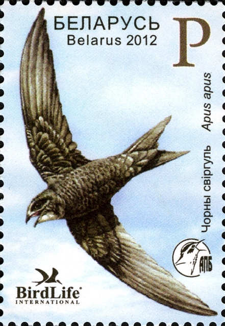 mauersegler