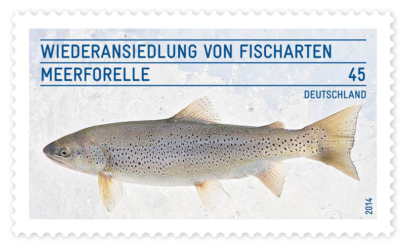 meerforelle-briefmarke