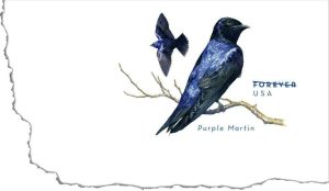 purple-martin-envelope-scratch
