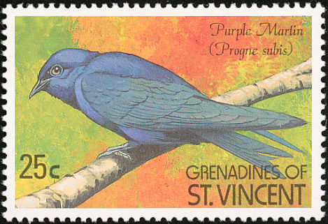 purple martin