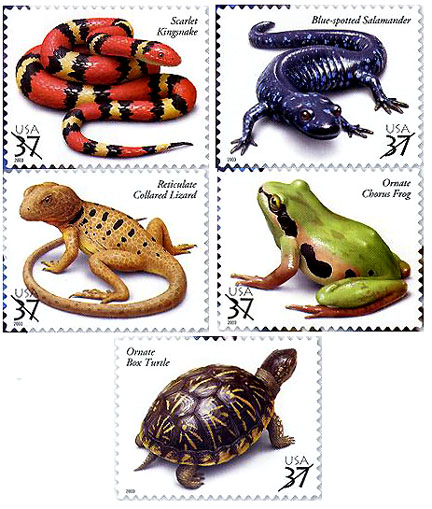 Pilz bedroht Europas Salamander