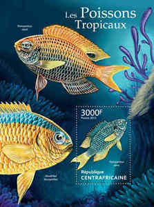 tropical fish