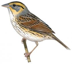 Ammodramus_caudacutus