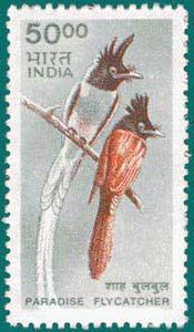 Asian-Paradise-Flycatcher-Terpsiphone-paradisi