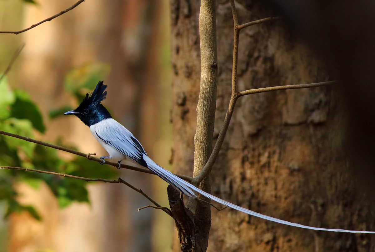 Indiase paradijsmonarch