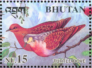 Turtle-Dove-Streptopelia-turtur (1)