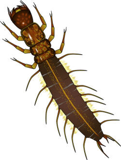 benthic invertebrates