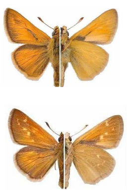 dakota skipper