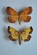 dark bordered beauty moth