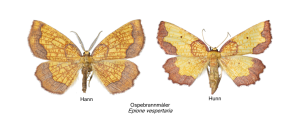 epione vespertaria