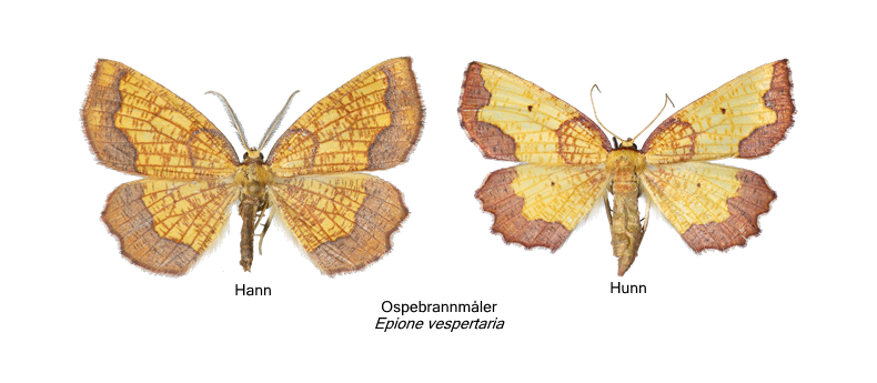 epione vespertaria