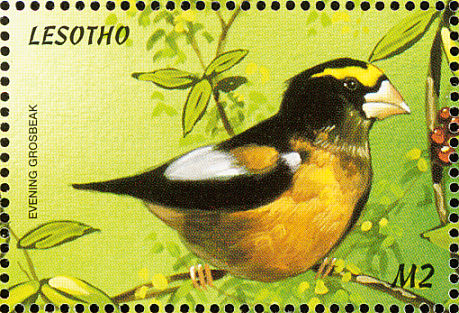 evening grosbeak1